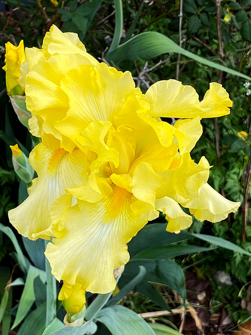 Flower Photography 43 yellow bearded iris floral photography for lobby décor