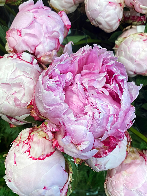 Flower Photography 45 pink peonies elegant botanical photography for executive interiors