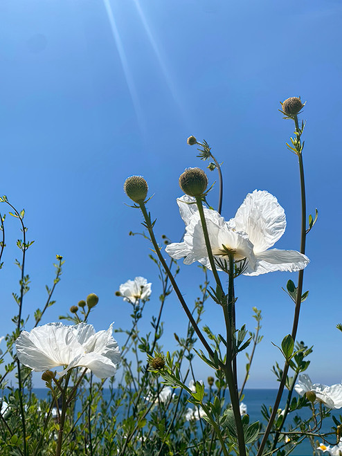 Flower Photography 49 Matilija poppies floral photography for healthcare design