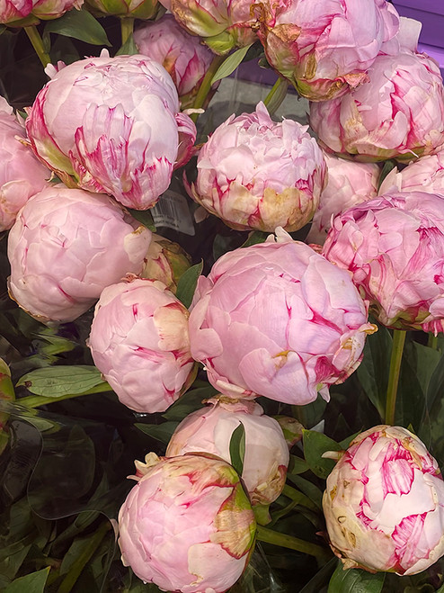 Flower Photography 51 pink peonies floral wall art for hospitality interiors