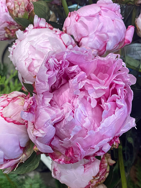 Flower Photography 52