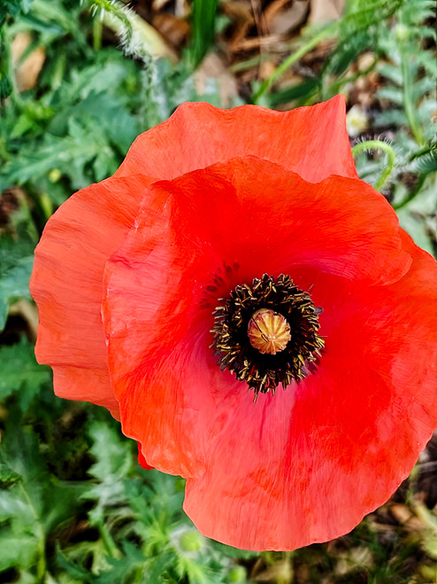 Flower Photography 54