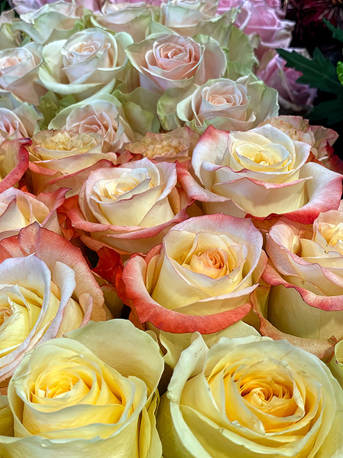 Flower Photography 57 white and yellow roses botanical wall art for offices