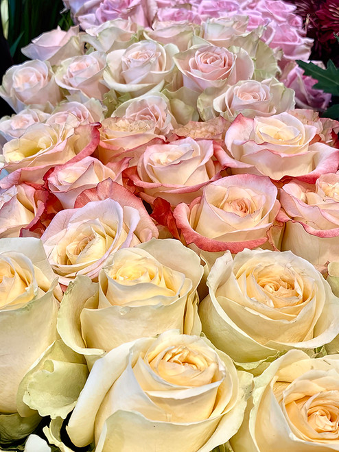 Flower Photography 58