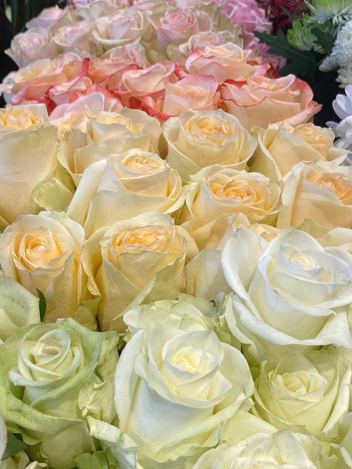 Flower Photography 59 white and yellow roses professional interior wall décor