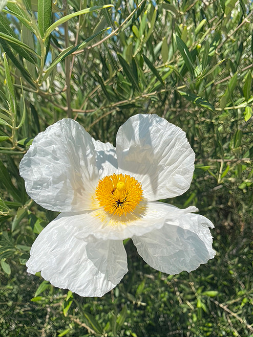 Flower Photography 60 Romneya Coulteri Matilija poppy white botanical art