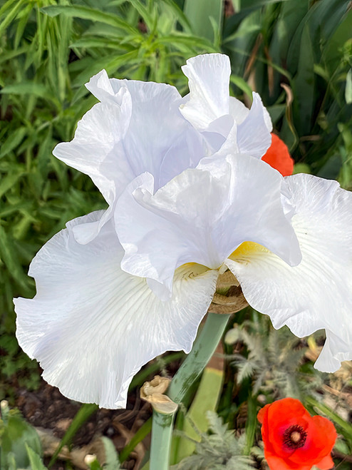 Flower Photography 61 white iris fine art floral photography for executive décor