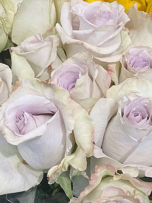 Flower Photography 63 Rose Star Platinum rose photography for corporate offices