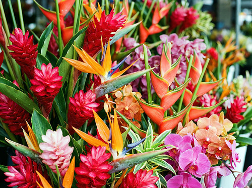 Flower Photography 13