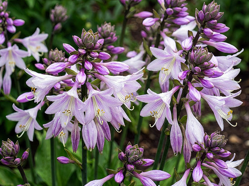 Flower Photography 31 purple hosta plants garden photography for corporate walls
