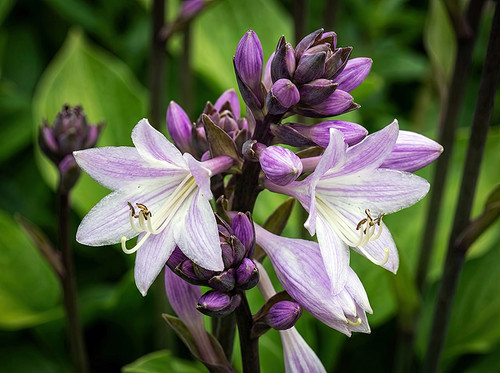Flower Photography 32 purple hosta foliage botanical photography for executive interiors