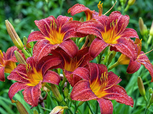 Flower Photography 34