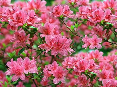 Flower Photography 35