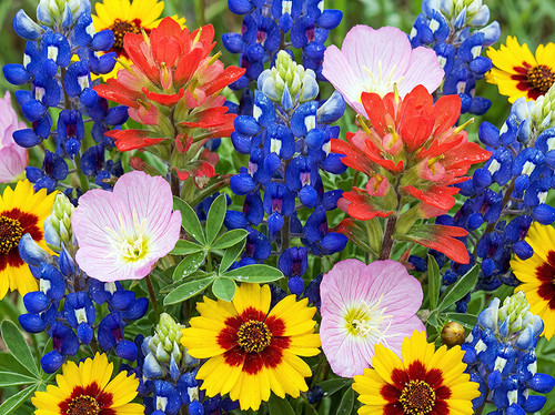 Flower Photography 68 Texas wildflowers fine art photography for executive interiors