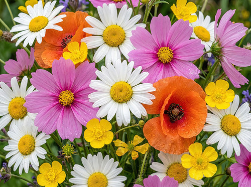 Flower Photography 70 colorful wildflowers botanical photography for lobby décor