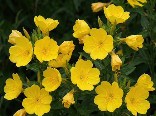 Flower Photography 77 yellow evening primrose botanical photography for executive décor