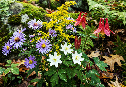 Flower Photography 16