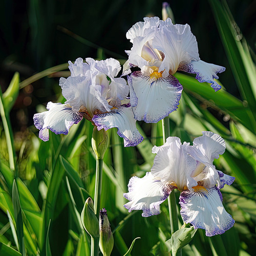 Flower Photography 79 white iris floral photography for healthcare interiors