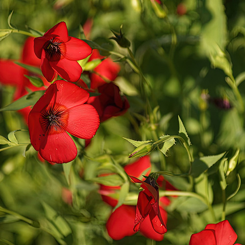 Flower Photography 87