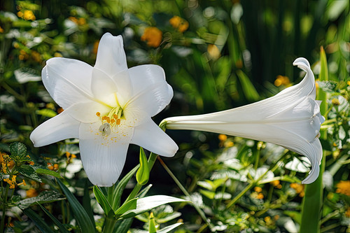 Flower Photography 03 two white lilies botanical fine art for hospitality interiors