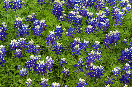 Flower Photography 05 Texas bluebonnet wildflower photography for commercial décor