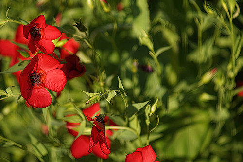 80% of storage used
You can clean up space or get more storage for Drive, Gmail, and Google Photos.
Debbie Projecs
Debbie Projecs

100%
W10

Flower Photography 08 scarlet flax Linum grandiflorum botanical photography for modern offices
 
 
 	
Flower Photography 08 scarlet flax Linum grandiflorum botanical photography for modern offices
Turn on screen reader support
 
To enable screen reader support, press Ctrl+Alt+Z To learn about keyboard shortcuts, press Ctrl+slash