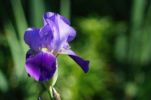 Flower Photography 26 lilac iris bud macro photography for corporate décor