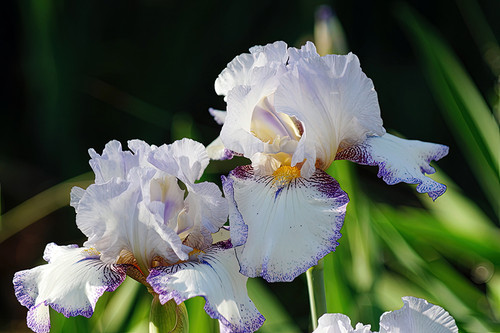 Flower Photography 27