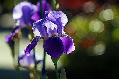 Flower Photography 94 tall bearded iris botanical wall art for executive offices