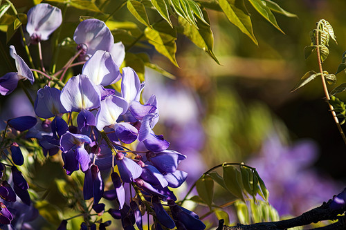 Flower Photography 96