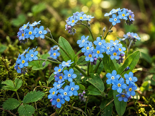 Flower Photography 38A forget me not flowers delicate floral art for healthcare spaces