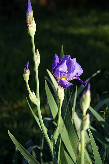 Flower Photography 14A