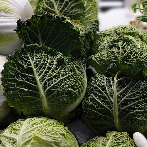 Green Cabbage