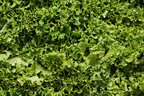 Fresh green leaf lettuce