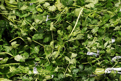Fresh cilantro leaves