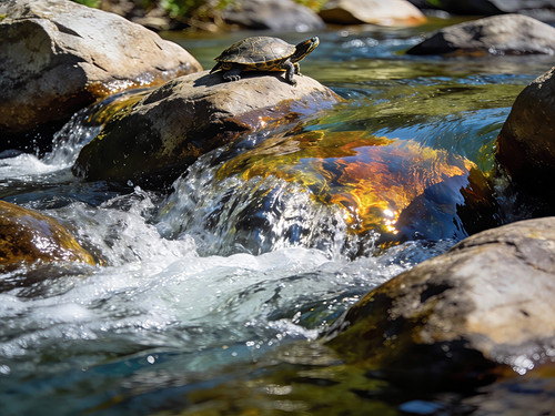Water 07 river photography with flowing water over rocks and two turtles, corporate wall art for offices, hotels, and healthcare environments.