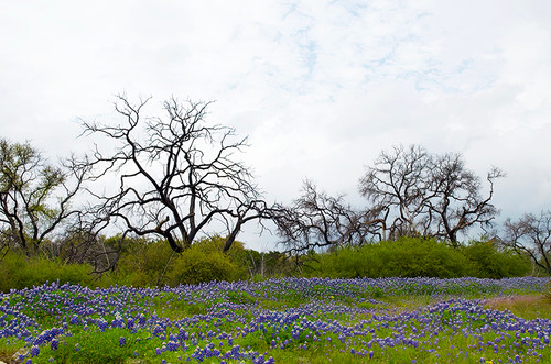 Landscape 01 field photography with bluebonnets and trees under a clear white sky, corporate wall art for offices and hotels.
