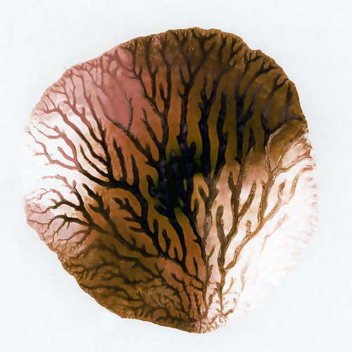 Neutral Coral 1 modern coastal abstract painting in soft neutral tones