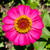 Flower Photography 20 pink zinnia close up botanical photography for executive décor