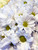 Bunch of Daisies captures the quiet beauty of a fresh cluster of daisies, symbolizing simplicity, joy, and gentle optimism. With its soft tones and natural composition, this floral photography print brings a light, calming presence to any space, making it a timeless accent for modern, minimalist, or nature-inspired interiors.