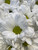 Flower Photography 42 white daisies botanical wall art for executive offices