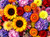 Flower Photography 19 sunflower floral arrangement fine art for lobby installation