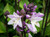 Flower Photography 32 purple hosta foliage botanical photography for executive interiors