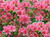 Flower Photography 35 pink azaleas floral wall art for professional interiors