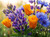 Flower Photography 64 lupine and California poppies wildflower photography for offices