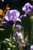 Flower Photography 01 purple bearded iris fine art photography for corporate interiors