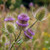 Flower Photography 78 wild teasel sculptural botanical wall art for offices