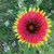 Flower Photography 81 Gaillardia wildflower fine art photography for commercial design