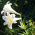 Flower Photography 82 white Lilium longiflorum lilies fine art photography for offices