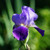 Flower Photography 85 purple bearded iris botanical photography for commercial décor